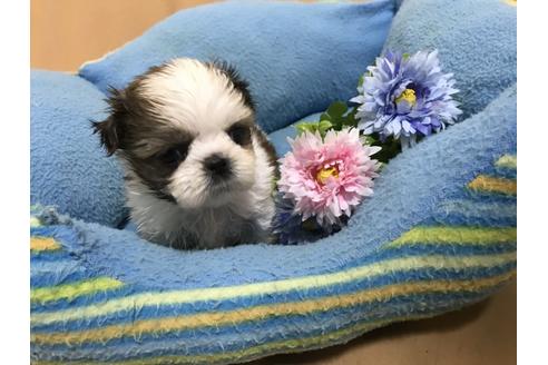 成約済の栃木県のシーズー-63974の2枚目