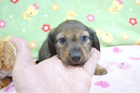 成約済の兵庫県のカニンヘンダックスフンド(ロングヘアード)-63975の1枚目