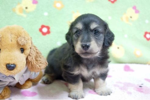 成約済の兵庫県のミニチュアダックスフンド(ロングヘアード)-63978の1枚目