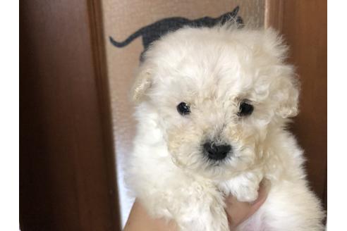 成約済の愛知県のトイプードル-63979の1枚目