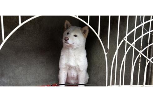 成約済の山梨県の柴犬-61381の1枚目