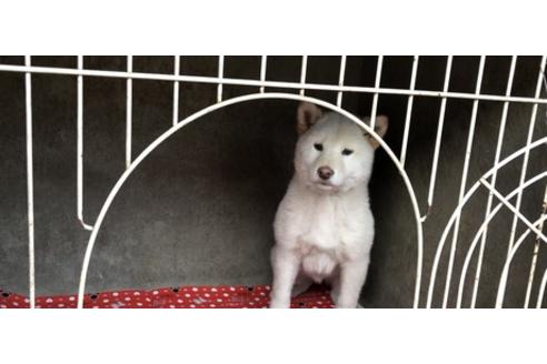 成約済の山梨県の柴犬-61381の4枚目