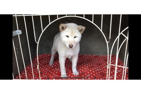 成約済の山梨県の柴犬-61381の3枚目