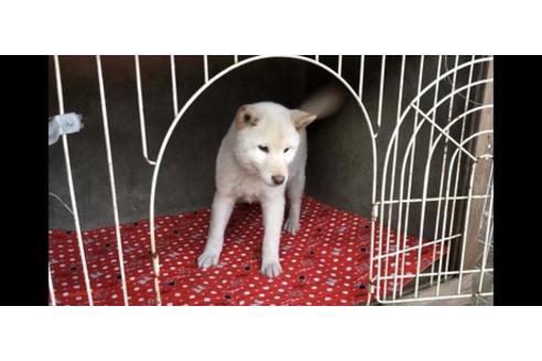 成約済の山梨県の柴犬-61381の2枚目