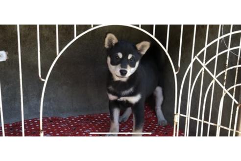 成約済の山梨県の柴犬-61383の1枚目