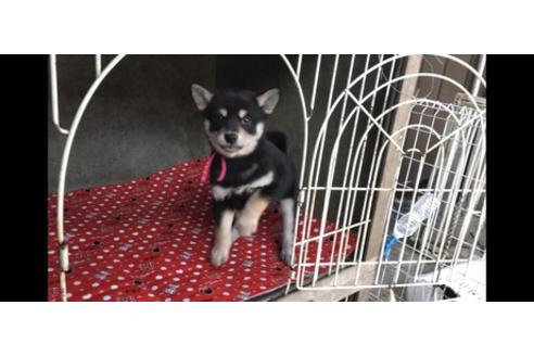 成約済の山梨県の柴犬-61383の2枚目