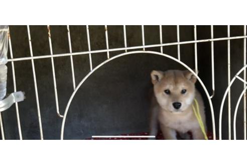 成約済の山梨県の柴犬-61386の4枚目