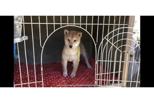 成約済の山梨県の柴犬-61386の3枚目