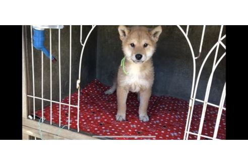 成約済の山梨県の柴犬-61387