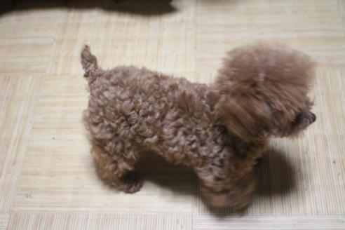 成約済の奈良県のトイプードル-63983の3枚目