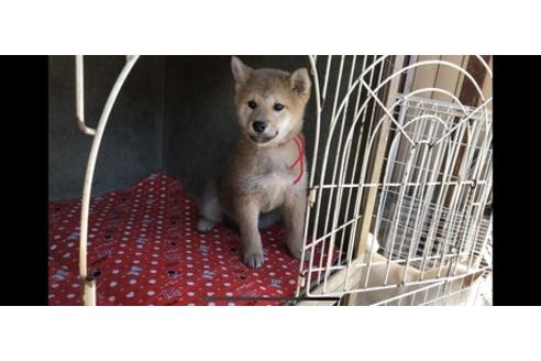 成約済の山梨県の柴犬-61598の1枚目