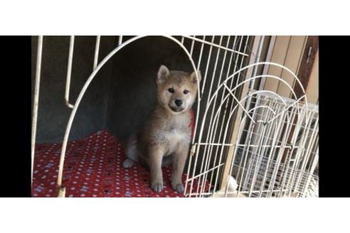 成約済の山梨県の柴犬-61598の3枚目