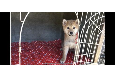 成約済の山梨県の柴犬-61598の2枚目