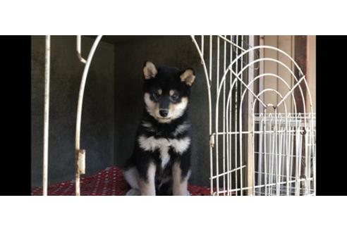 成約済の山梨県の柴犬-61593
