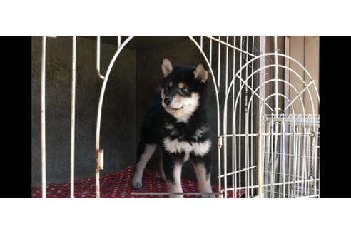 成約済の山梨県の柴犬-61593の3枚目