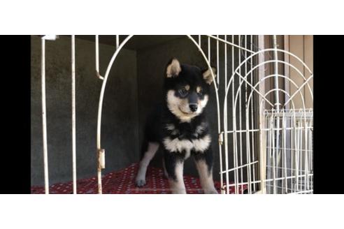 成約済の山梨県の柴犬-61593の2枚目