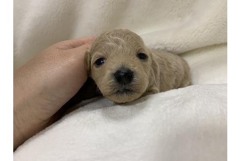 成約済の大阪府のタイニープードル-63965の4枚目