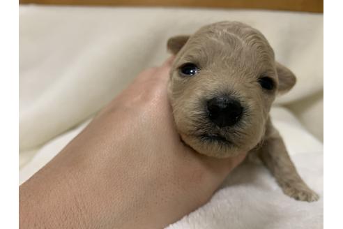 成約済の大阪府のタイニープードル-63965