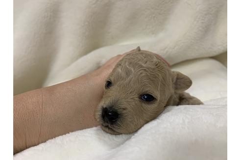 成約済の大阪府のタイニープードル-63965の3枚目