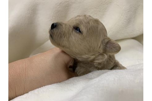 成約済の大阪府のタイニープードル-63965の2枚目