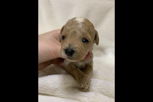 成約済の大阪府のタイニープードル-63961