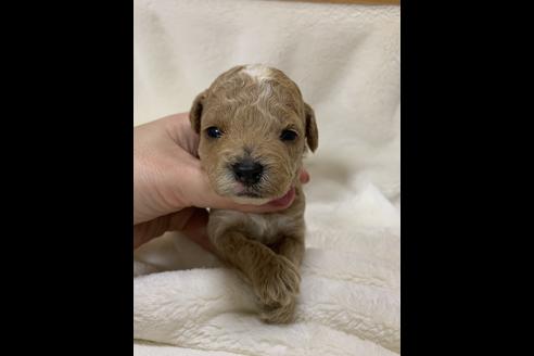 成約済の大阪府のタイニープードル-63961の7枚目