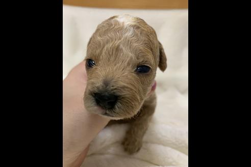 成約済の大阪府のタイニープードル-63961の6枚目
