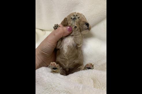 成約済の大阪府のタイニープードル-63961の5枚目