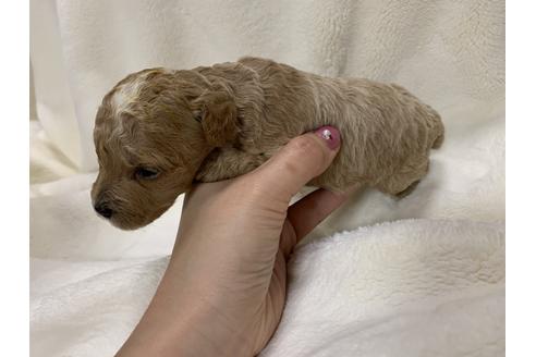 成約済の大阪府のタイニープードル-63961の4枚目