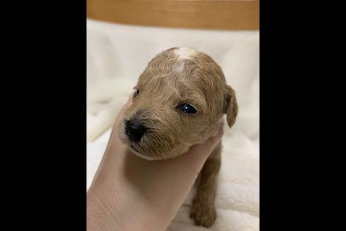 成約済の大阪府のタイニープードル-63961の3枚目