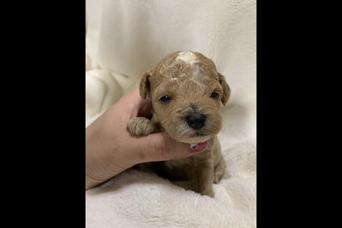 成約済の大阪府のタイニープードル-63961の2枚目