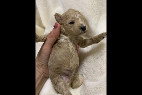 成約済の大阪府のタイニープードル-63964の6枚目