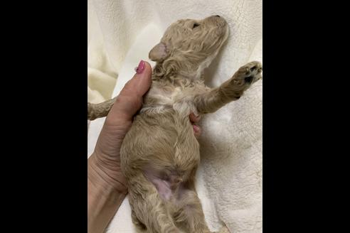 成約済の大阪府のタイニープードル-63964の5枚目