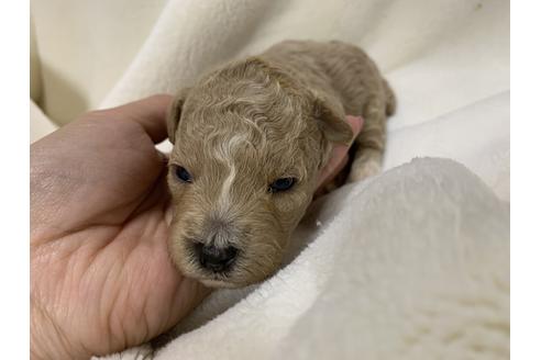 成約済の大阪府のタイニープードル-63964の4枚目