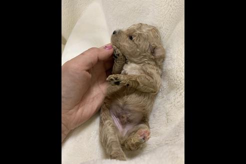 成約済の大阪府のタイニープードル-63964の3枚目