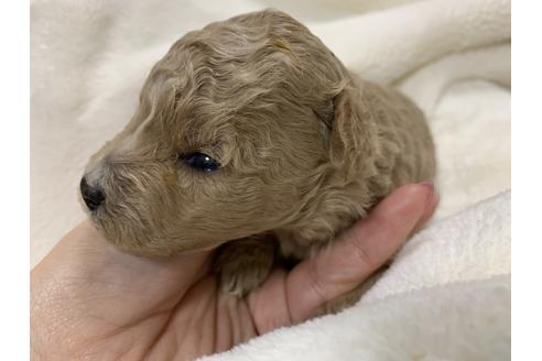 成約済の大阪府のタイニープードル-63964の2枚目