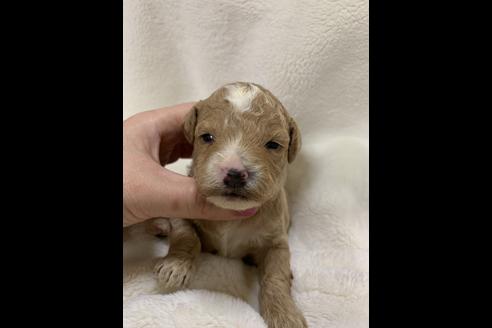 成約済の大阪府のトイプードル-63963の7枚目