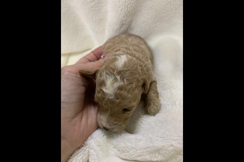 成約済の大阪府のトイプードル-63963の6枚目