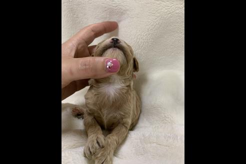 成約済の大阪府のトイプードル-63963の4枚目