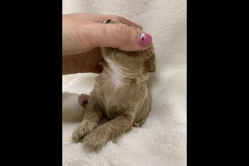 成約済の大阪府のトイプードル-63963の3枚目