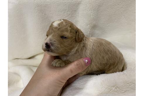 成約済の大阪府のトイプードル-63963の2枚目