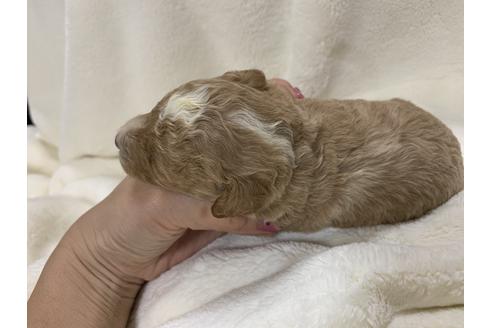 成約済の大阪府のトイプードル-63963の1枚目