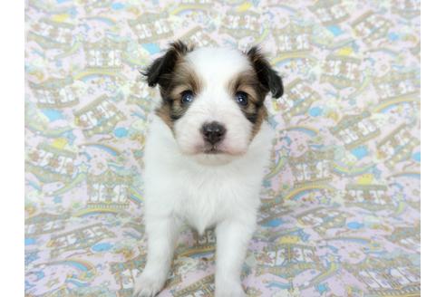 成約済の千葉県のパピヨン-64009の3枚目