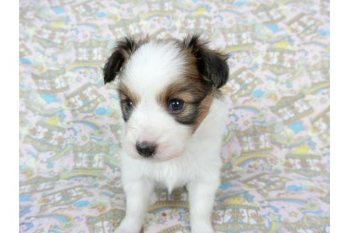 成約済の千葉県のパピヨン-64009の2枚目