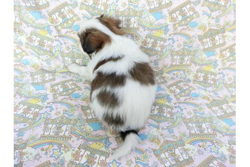 成約済の千葉県のパピヨン-64010の1枚目
