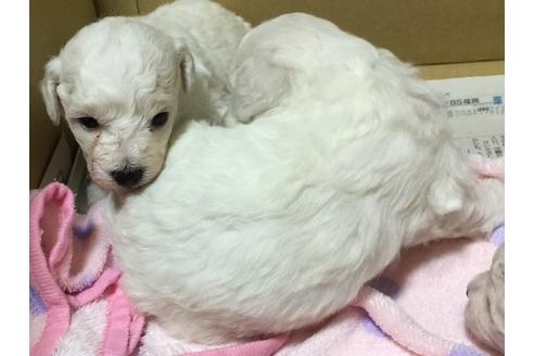 成約済の愛知県のビションフリーゼ-62635の5枚目