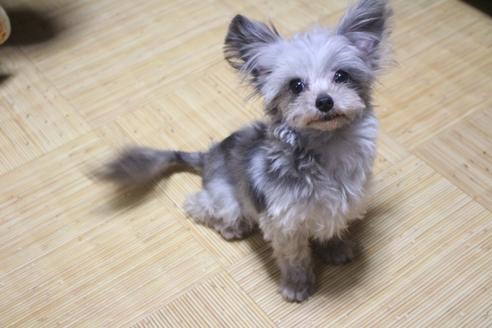 成約済の奈良県のミックス犬-60414