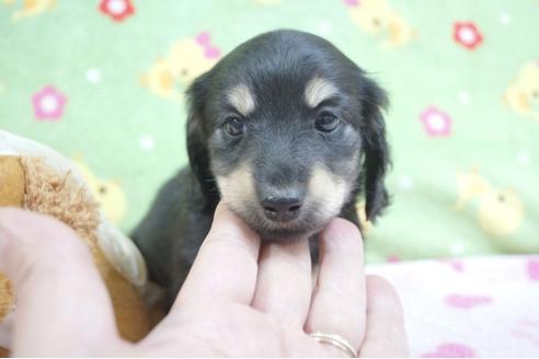 成約済の兵庫県のミニチュアダックスフンド(ロングヘアード)-63059の5枚目