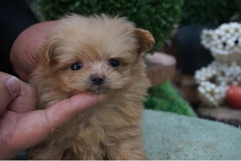 成約済の京都府のミックス犬-64101