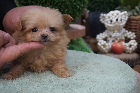 成約済の京都府のミックス犬-64101の3枚目